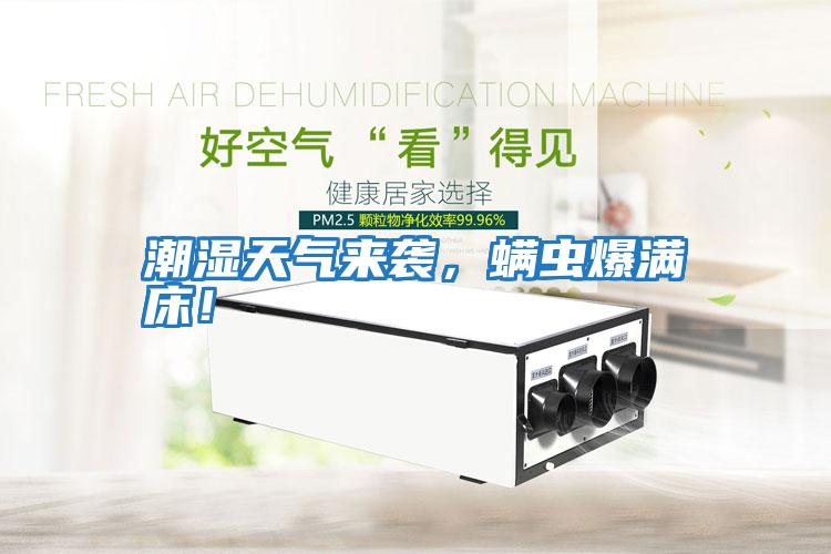 潮濕天氣來襲，螨蟲爆滿床！