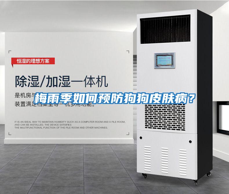 梅雨季如何預防狗狗皮膚??？