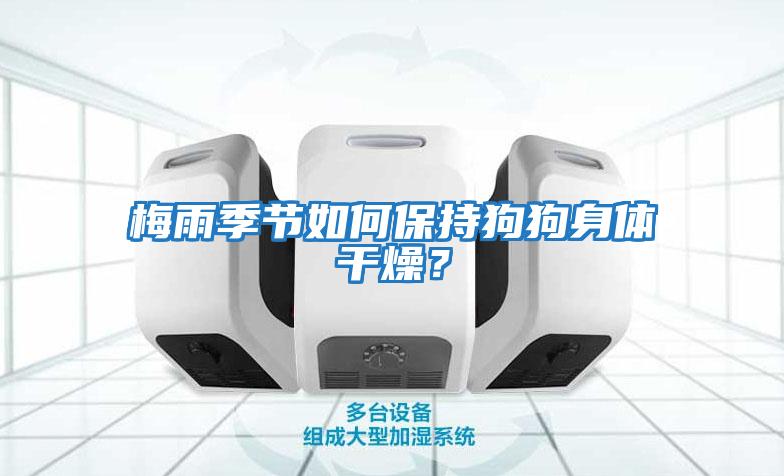 梅雨季節如何保持狗狗身體干燥？