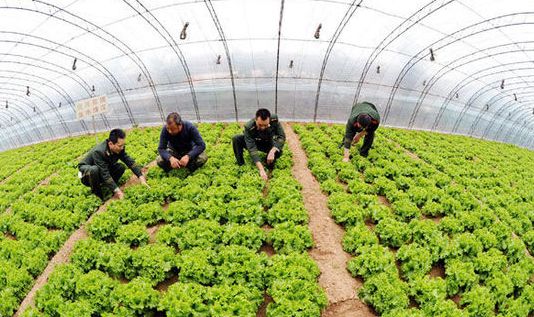 溫室大棚超聲波加濕器對農作物生長的好處_重復