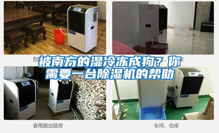 被南方的濕冷凍成狗？你需要一臺除濕機的幫助