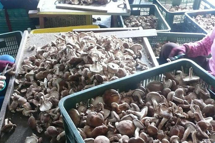 香菇烘干機專注蘑菇低成本智能烘干！_重復