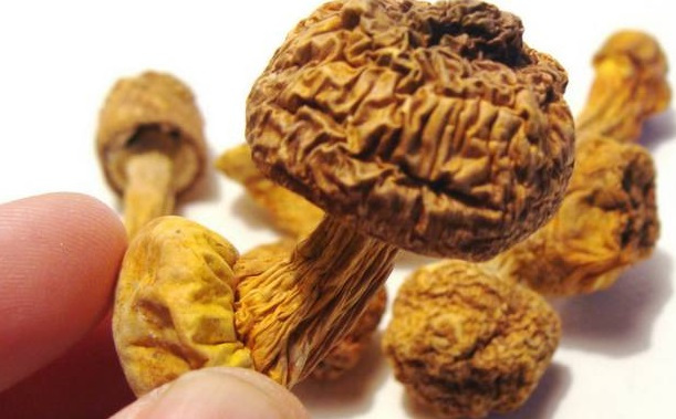 巴西菇、姬松茸烘干機-怎樣烘干色澤好且菇體褶片完整？